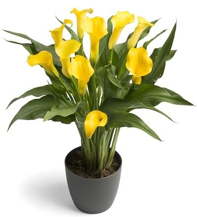 Yellow Zantedeschia Flower Seeds