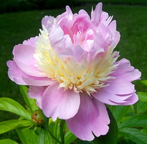 Pink White Peony Flower Seeds