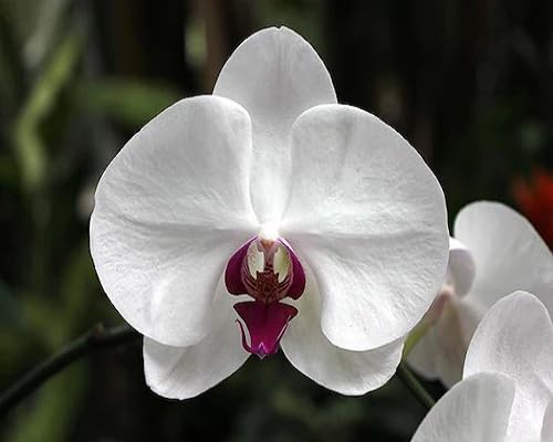White Giant Orchid Flower Seeds