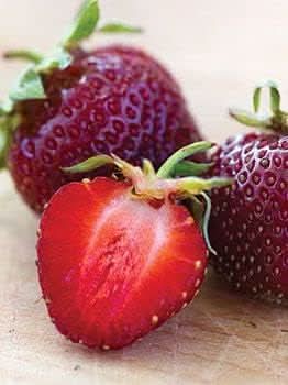 Burgundy Strawberry Fruit For Growing Deep Rich Tasting Strawberries For Kitchen Fruit Seeds