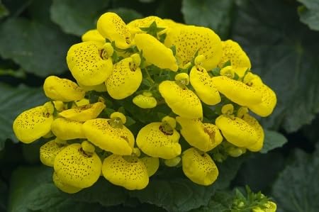 yellow calceolaria flower seeds