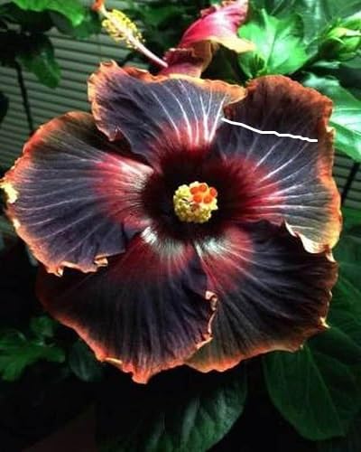 Brown Hibiscus Flowers Seeds