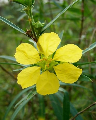 Sinicuichi Flower Seeds