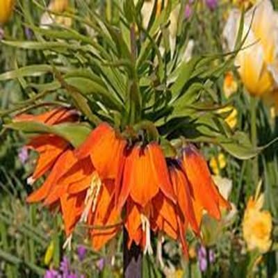 imperialis flower seeds flower