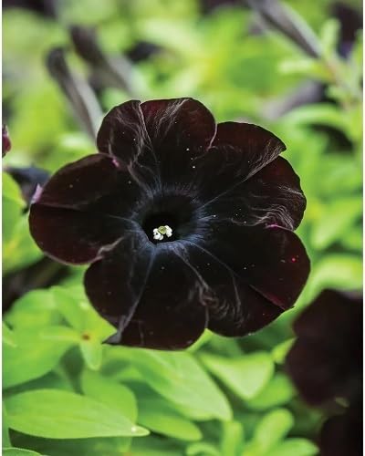 Black Petunia Seeds