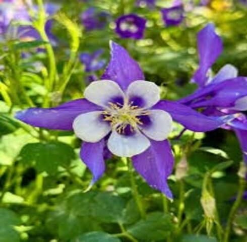 Violet Aquilegia Flower Seeds