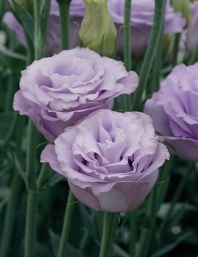 purple lisianthus flower seeds