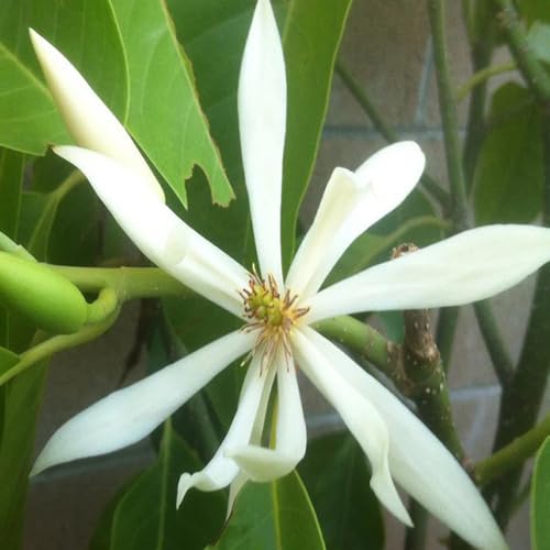 White Michelia Alba Flower Seeds