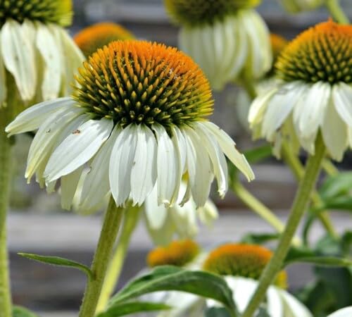 Coneflower Seeds