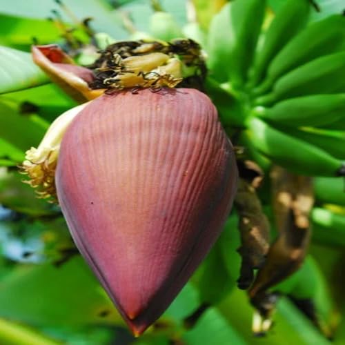 Maroon Plantain vegetable seeds for Home Gardening, Natural Farm Fresh Gardening Choice for kitchen garden planting