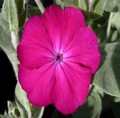 Pink Lychnis Coronaria Flower Seeds