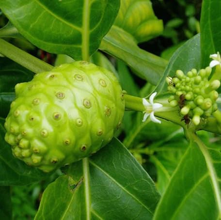 Green Noni fruit seeds for organic garden planting