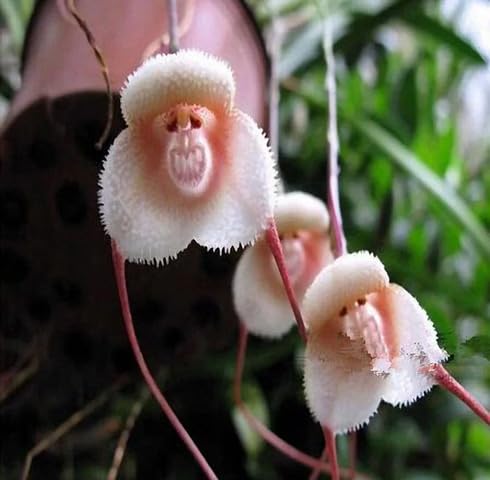 Brown Dracula Simia Flower Seeds Easy Grow Blossoms for Pots and Backyard Spaces for Colorful