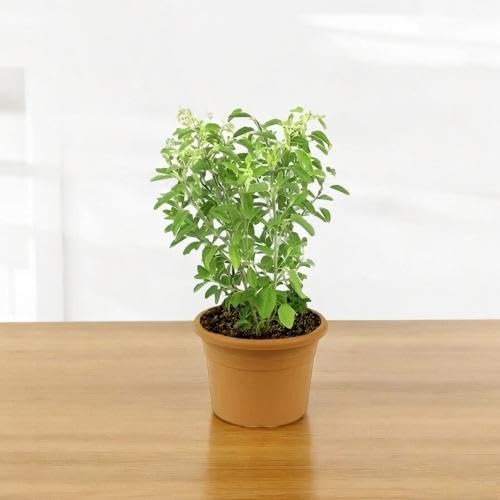 Green Basil Plant Seeds herb seeds - non gmo, home gardening garden seeds