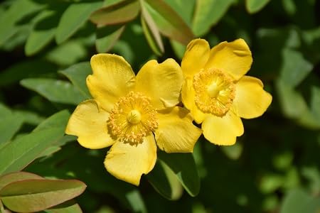 Yellow Hypericum Patulum Flower Seeds