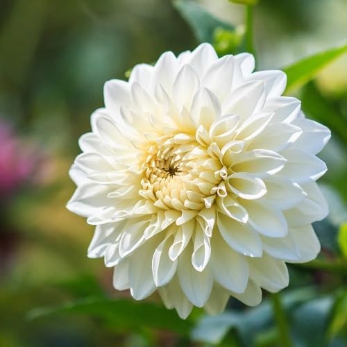 White Perennial Flowers Seeds