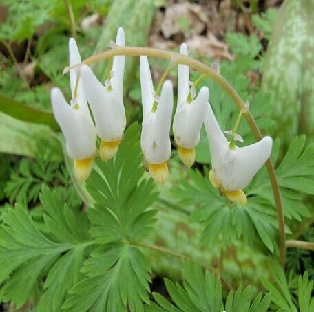 White Dicentra cucullaria Flower Seeds