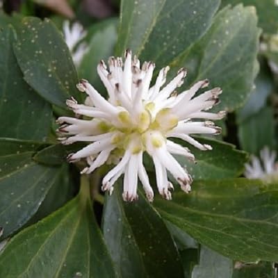 White pachysandra Flower Seeds