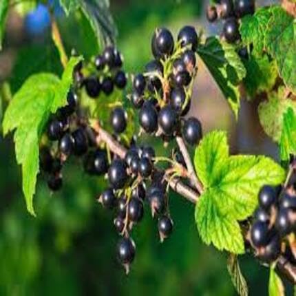 blackcurrant fruit black Fruit Seeds organic garden seeds