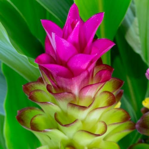 Pink Rhizoma Flower Seeds
