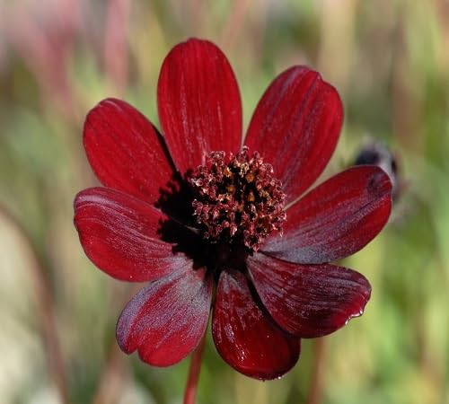 Maroon Aristolochia Flower Seeds