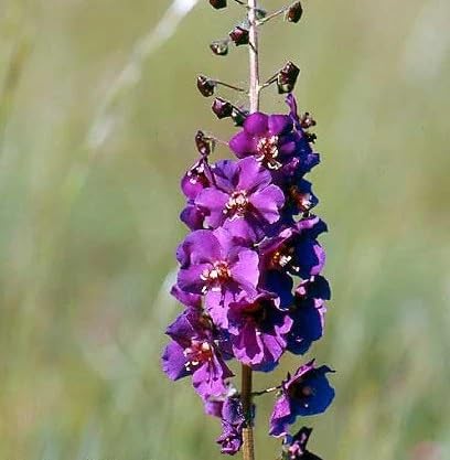 Purple Mullein Flower Seeds