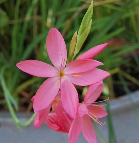 Pink Schizostylis Flower Seeds