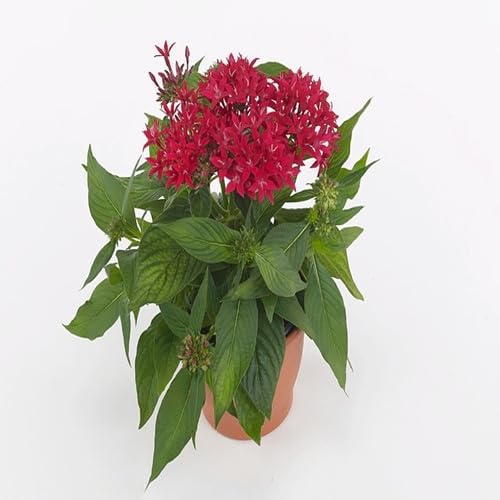Red Pentas Flower Seeds