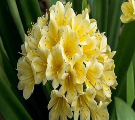 Clivia Flower Seeds
