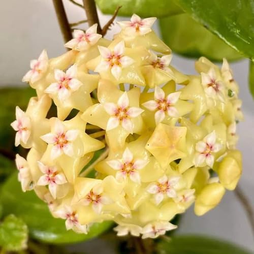 Yellow Hoya Carnosa Flower Seeds