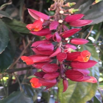 Maroon Thunbergia coccinea Flower Seeds