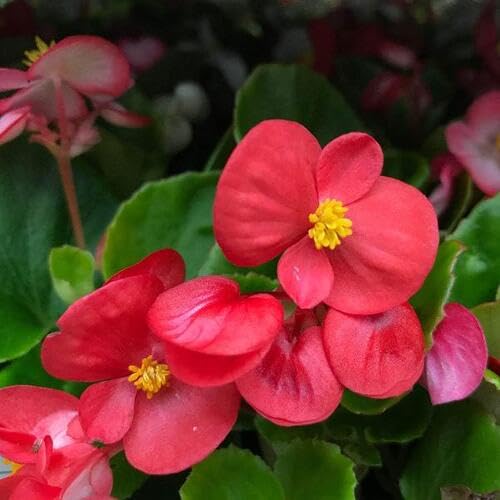 Red Begonia Flower Seeds – Exotic Flowering Plants for Vibrant Garden Beauty, Heirloom, Non-GMO, High Germination