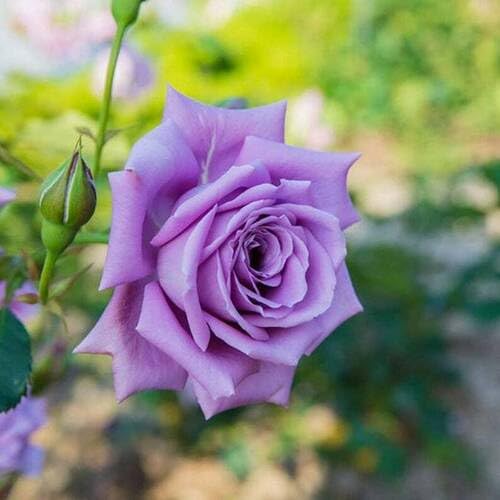 Purple Rose Flower Seeds