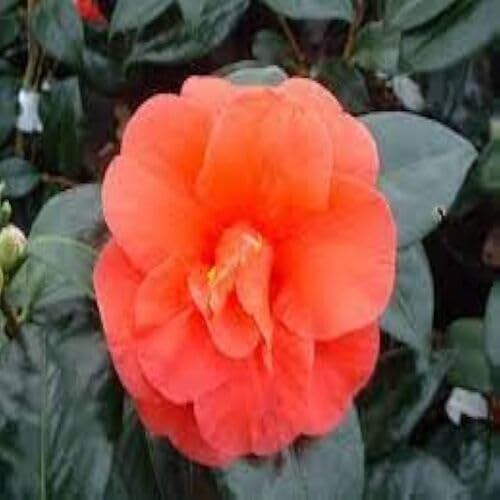 Orange Camellia Flower Seeds