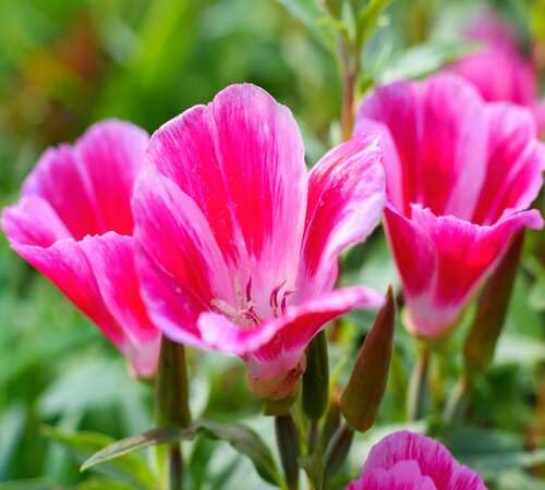 Pink Godetia Flower Seeds