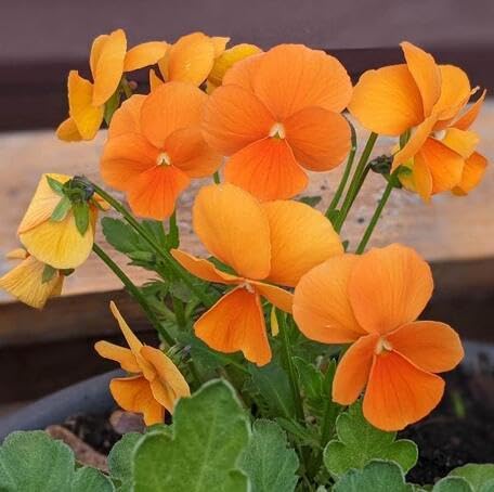 Orange Pansy Flower Seeds