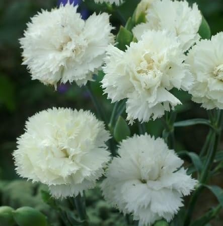 White Carnation Flower Seeds