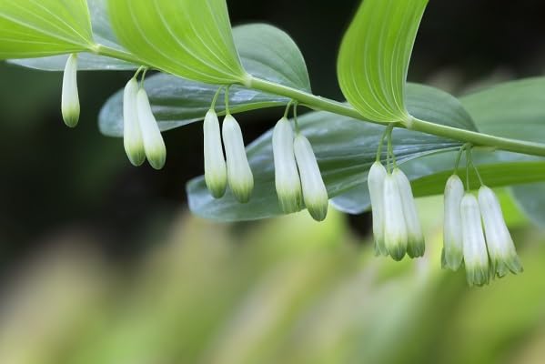 Polygonatum Canaliculatum Flower Seeds
