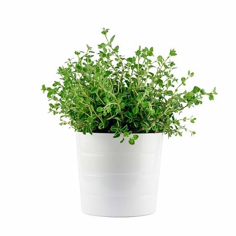 Oregano Plant Seeds Green herb seeds - terrace planting, organic garden seeds