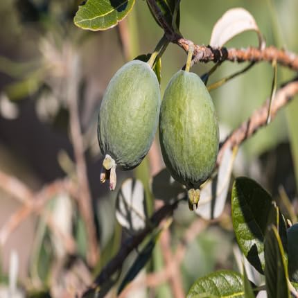 Green Feijoa fruit seeds for organic garden planting