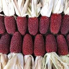 red strawberry popcorn fruit for growing heirloom non gmo Fruit seeds