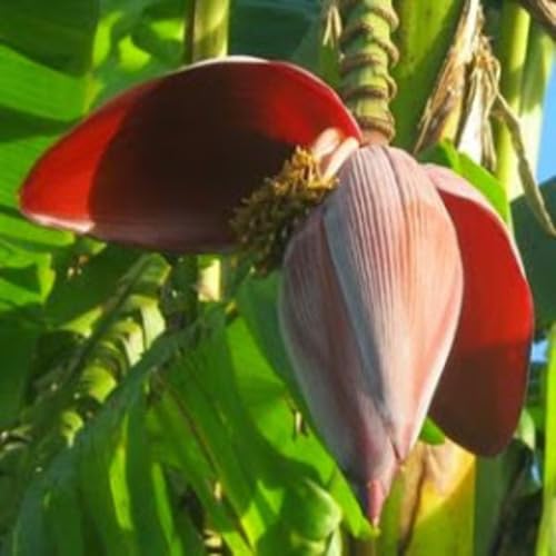Maroon Plantain vegetable seeds for Home Gardening, Nutritious Backyard Harvest for kitchen garden planting