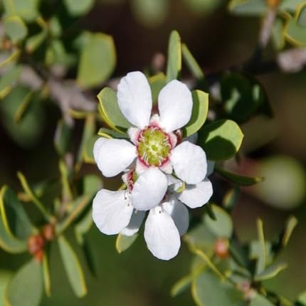 White Leptospermum Flower Seeds
