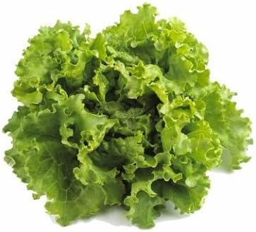 Batavian vegetable seeds Green vegetable seeds for Home Gardening, Fresh Seasonal Vegetable Planting for kitchen garden planting