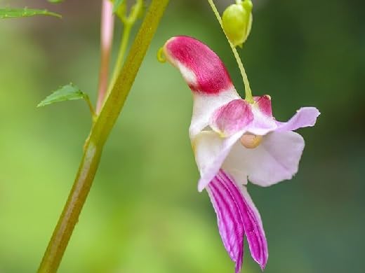 White Orchid Flower Seeds