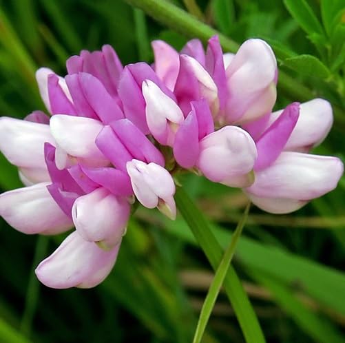 Pink White Astragalus Flower Seeds