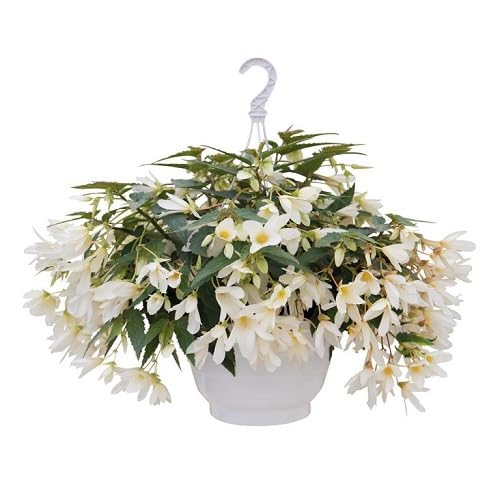 White Begonia Boliviensis Flower Seeds
