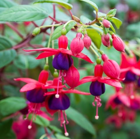 Fuchsia Flower Seeds