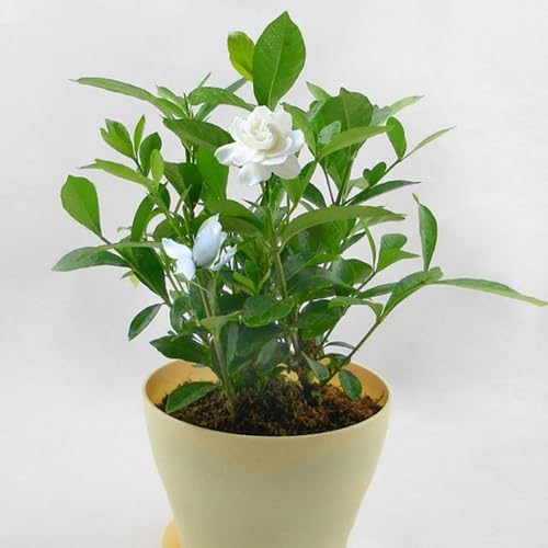White Jasmine Bonsai Flower Seeds