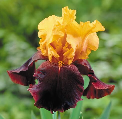 Red Yellow Iris Germanica Flower Seeds